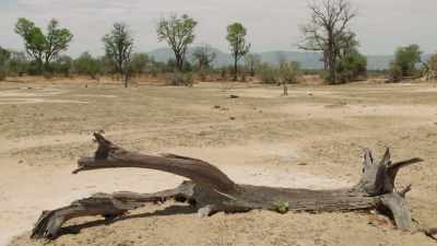 So to survive here, trees must be
able to tolerate both conditions. - The Green Planet