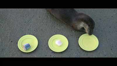 So, she tends to get
haddock or mackerel. - Billy & Molly: An Otter Love Story