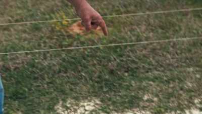 So that is Bermuda grass, - Food and Country