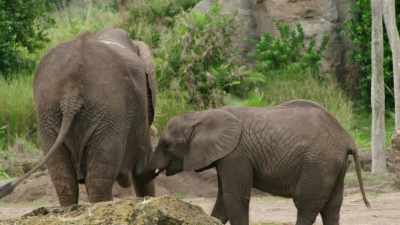 So that is the bridge dilemma. - Magic of Disney's Animal Kingdom