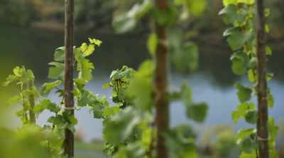 So that's where the wine-makers can
come in place as well - World's Most Scenic River Journeys