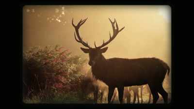 So the animals
and the little creatures, - A Brief History of the Future