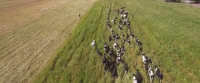 So the animals -
in this case, cattle - - 2040