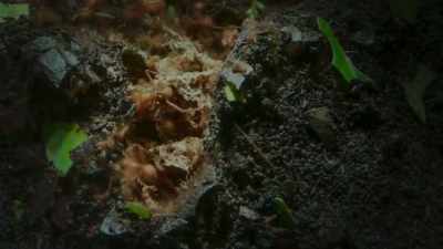 ..so, the ants excavate
more space. - The Green Planet