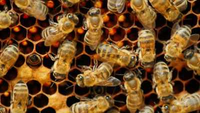 So the bee organizing style
is much more methodical. - High Potential