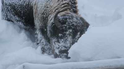 So the bison evolve massive
neck muscles that power - Yellowstone: One-Fifty
