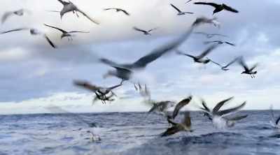 So if the boat is
closer to shore, - Shark Attack Files
