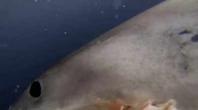 So as the bottom teeth
pin and hold the prey - Shark Attack Files