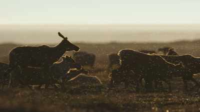 So the caribou may
end their grazing early - Frozen Planet II