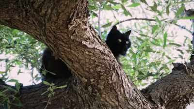 So if the cats can get
themselves close enough - The UnBelievable with Dan Aykroyd