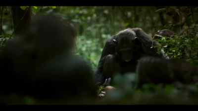 So the central group can come together and relax. - Chimp Empire