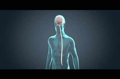 So the central nervous
system is the brain - Stressed