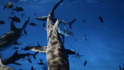 So, the fact that our footage
shows the potential for more - Protecting Paradise: The Story of Niue