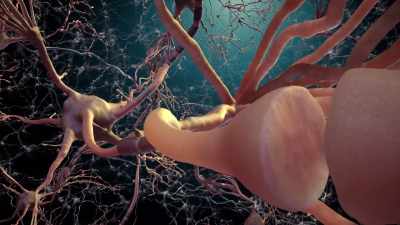 So, the first neuron releases
a chemical substance - Human: The World Within