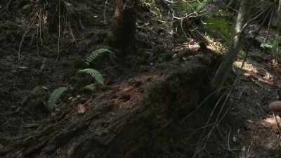  So the first thing I find - Expedition Bigfoot