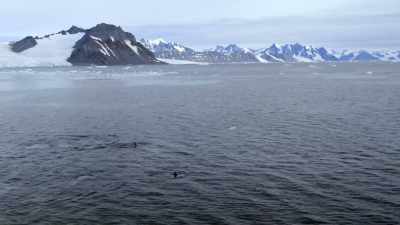 ''So, the fur seals don't fear them.'' - Secrets of the Whales