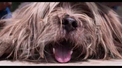 So, when the hair grew,
it got wrapped around it. - Dogs