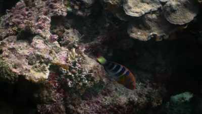 So, as the harlequin
swims downwards, - Attenborough's Life in Colour