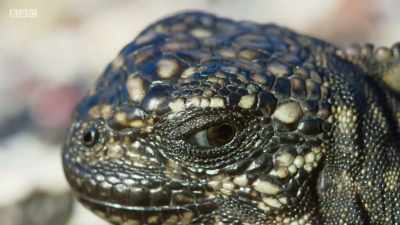 So if the hatchling keeps its nerve, - Planet Earth: A Celebration