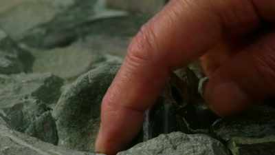 So the head's been torn off - Attenborough and the Sea Dragon