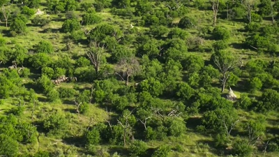 'So the herd seeks shade
in the bush. - A Year on Planet Earth