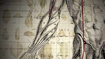 So the left hemisphere
controls the right side - The Divided Brain