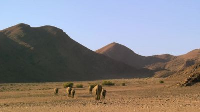 So the lions let them pass. - Our Planet