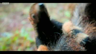 So the mothers carry their pups
on their backs, - Extinction: The Facts