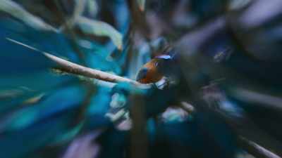 So when the motmot looks away, - Super/Natural