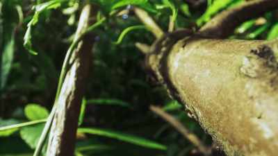 So, the plant's
chemical response - The Green Planet