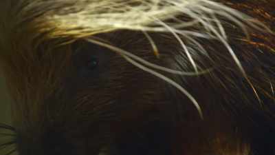 So the porcupines take
things to the next level. - The Secret Lives of Animals