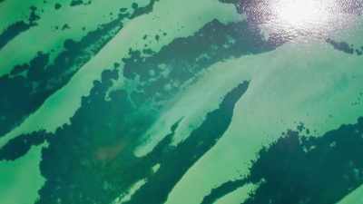 So the prairies and their sharks - Blue Planet II