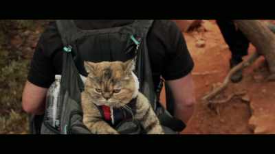 So the second time
we went, we thought, - Cat Daddies