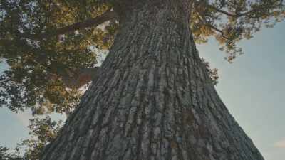 So the soil, - Neat: The Story of Bourbon
