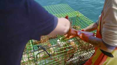 So, after the trap comes up
and we check it for lobsters, - Restaurants at the End of the World