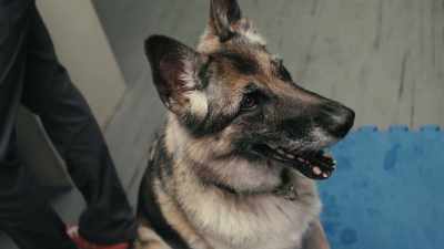 So if the wheel doesn't contain
any target substance, - Inside the Mind of a Dog