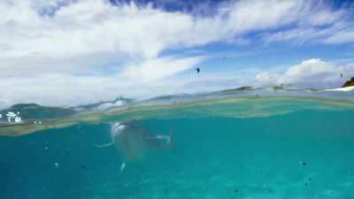 So there is a fish here that amazingly - Blue Planet II