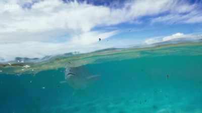 So there is a fish here
that, amazingly, has a brain - Planet Earth: A Celebration