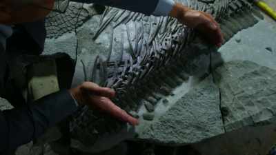So there to there is damaged, - Attenborough and the Sea Dragon