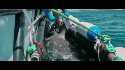 So there's a smartphone
app along with Shark Smart - Envoy: Shark Cull