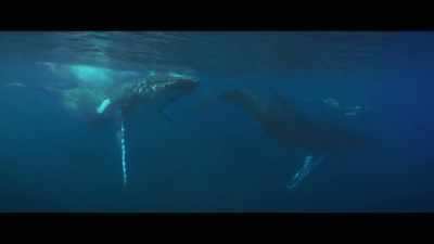 So there's no food sources - Envoy: Shark Cull