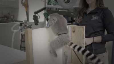 So, there's something a little
bit different about the joint, - Secrets of the Zoo