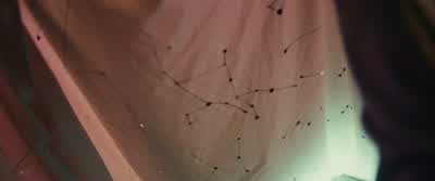 So, these are the star signs. - Greenland: Migration
