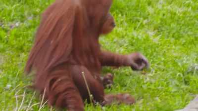 So, these conditions are
not life-threatening, - Secrets of the Zoo