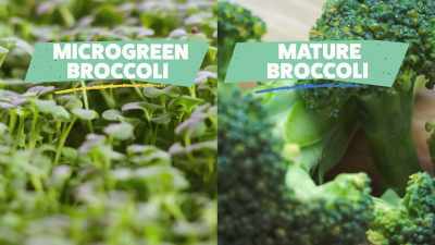 So these will all turn into
the real broccoli, - What Am I Eating? With Zooey Deschanel