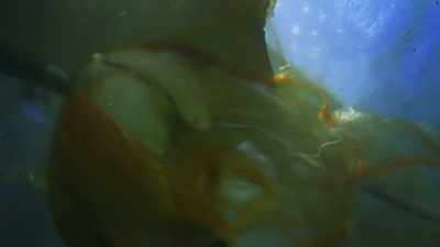 so-they-can-analyze-the-power-of-jaws - Attenborough and the Sea Dragon