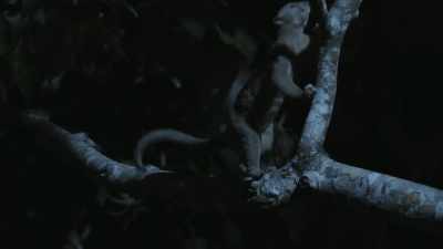 So, as they move
from tree to tree, - The Green Planet