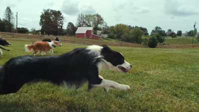 So they were trying to escape,
or they had to use that ability to run - Inside the Mind of a Dog