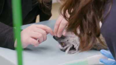 So, they're incisors,
which is for grooming, - Secrets of the Zoo