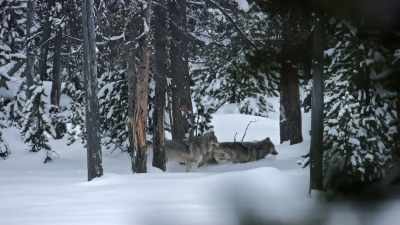 So they're on the
prowl for more, - Yellowstone: One-Fifty